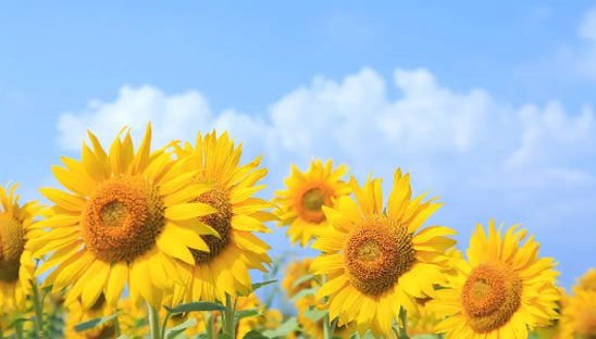 以愛之名，助力前行 ——新希望醫(yī)療公益助學(xué)活動